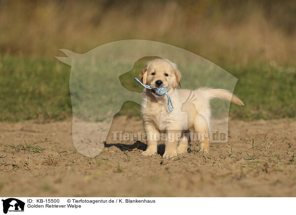 Golden Retriever Welpe / Golden Retriever puppy / KB-15500