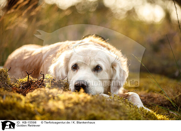 Golden Retriever / Golden Retriever / KB-15598