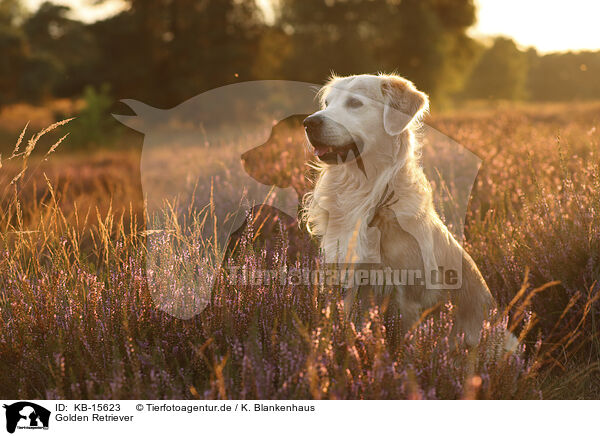 Golden Retriever / Golden Retriever / KB-15623