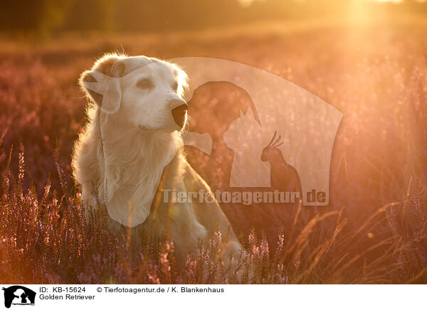 Golden Retriever / Golden Retriever / KB-15624