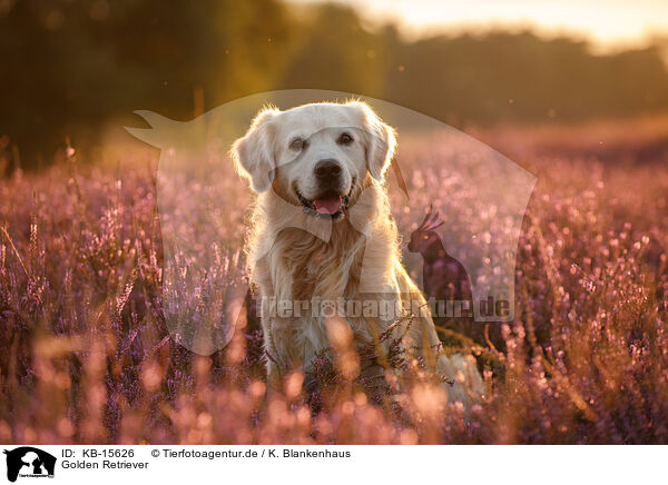 Golden Retriever / Golden Retriever / KB-15626