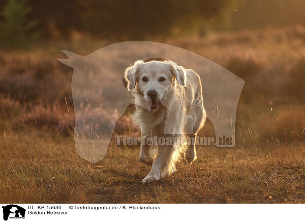 Golden Retriever / Golden Retriever / KB-15630