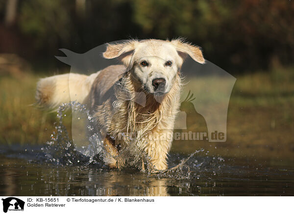 Golden Retriever / Golden Retriever / KB-15651