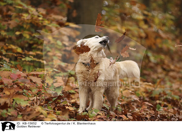 Golden Retriever / Golden Retriever / KB-15652