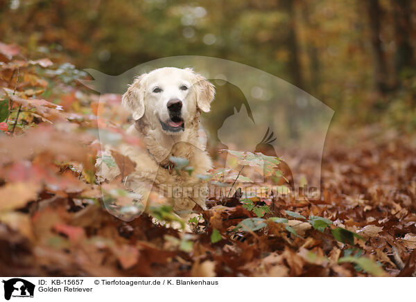 Golden Retriever / Golden Retriever / KB-15657