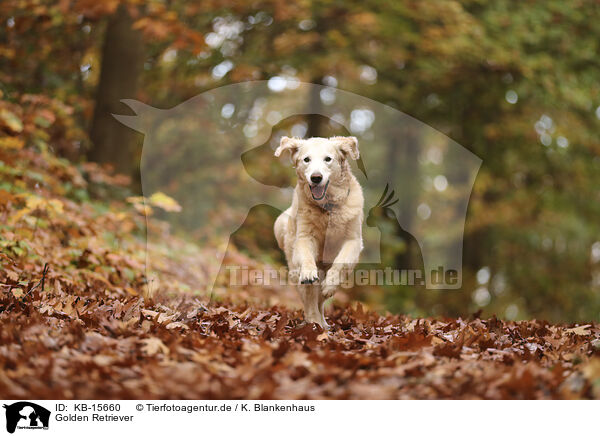 Golden Retriever / Golden Retriever / KB-15660