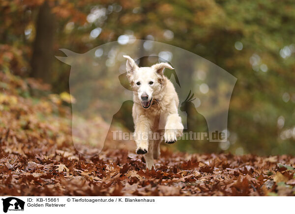 Golden Retriever / Golden Retriever / KB-15661