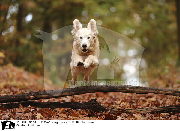 Golden Retriever / Golden Retriever / KB-15664