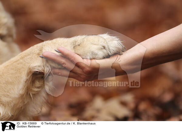 Golden Retriever / Golden Retriever / KB-15669