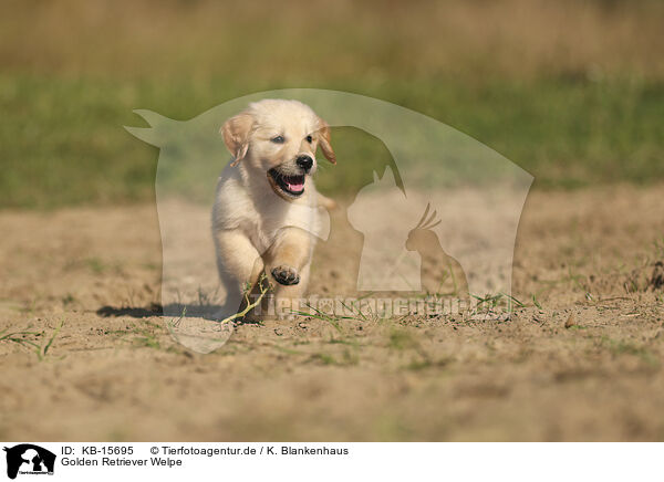 Golden Retriever Welpe / Golden Retriever puppy / KB-15695