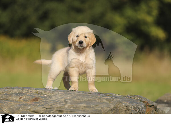 Golden Retriever Welpe / Golden Retriever puppy / KB-15696