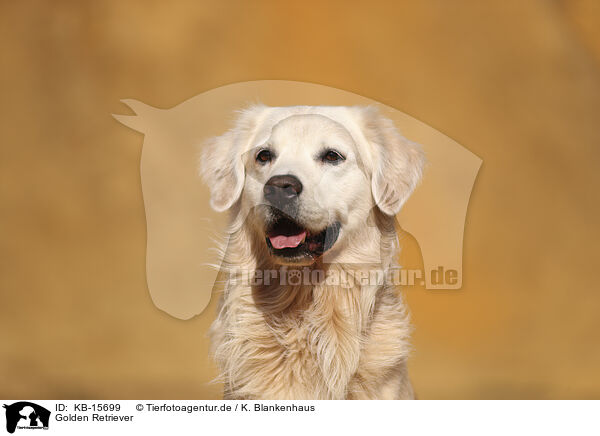 Golden Retriever / Golden Retriever / KB-15699