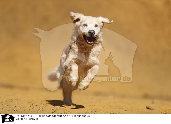 Golden Retriever / Golden Retriever / KB-15708