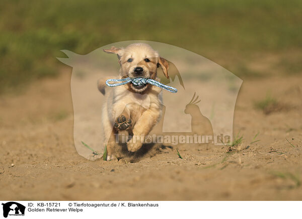 Golden Retriever Welpe / Golden Retriever puppy / KB-15721