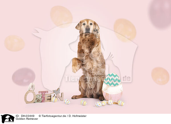 Golden Retriever / DH-03449