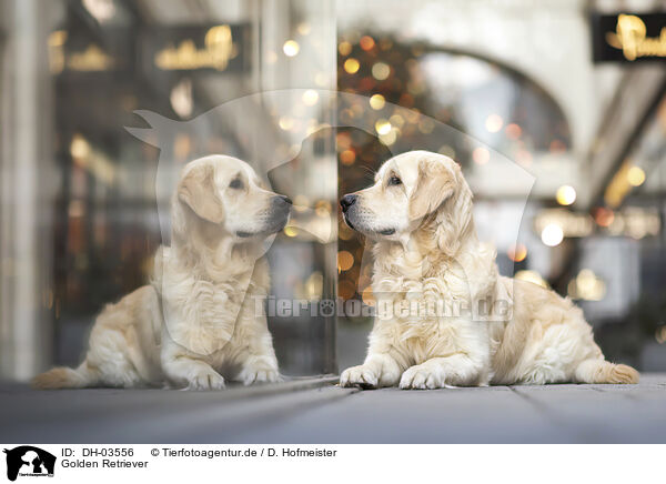 Golden Retriever / Golden Retriever / DH-03556