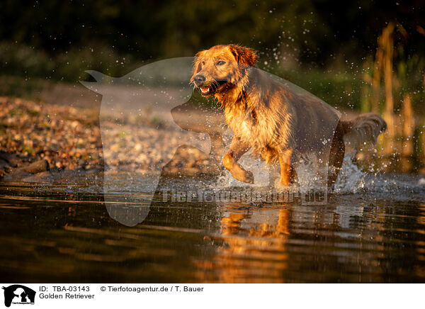 Golden Retriever / Golden Retriever / TBA-03143