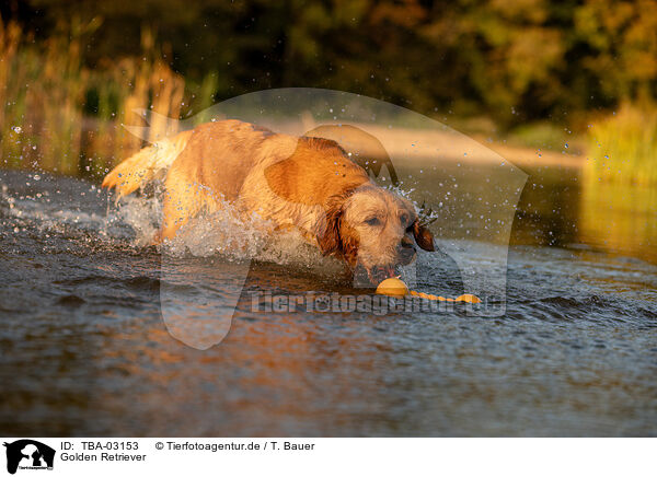 Golden Retriever / Golden Retriever / TBA-03153