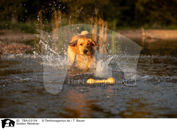 Golden Retriever / Golden Retriever / TBA-03154