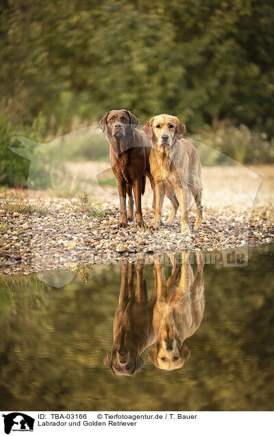 Labrador und Golden Retriever / Labrador and Golden Retriever / TBA-03166