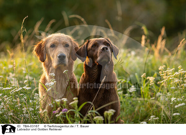 Labrador und Golden Retriever / Labrador and Golden Retriever / TBA-03167