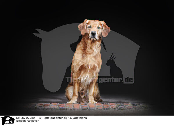 Golden Retriever / Golden Retriever / JQ-02259