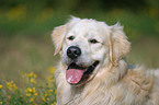 Golden Retriever Portrait