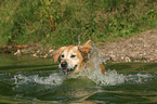 planschender Golden Retriever