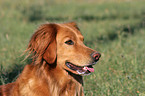 Golden Retriever Portrait