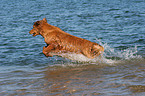 Golden Retriever im Wasser