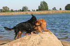 Golden Retriever und Gordon Setter