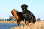 Golden Retriever und Gordon Setter