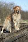 stehender Golden Retriever