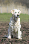 sitzender Golden Retriever