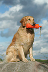 sitzender Golden Retriever