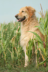 sitzender Golden Retriever