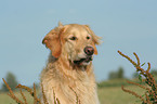 Golden Retriever Portrait