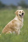 Golden Retriever auf Wiese