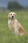 Golden Retriever auf Wiese