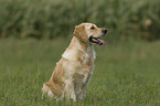 Golden Retriever auf Wiese