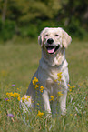 sitzender Golden Retriever