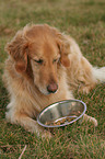 Golden Retriever mit Futterschssel