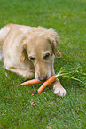 Golden Retriever mit Mhre