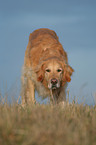 stehender Golden Retriever