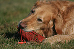 Golden Retriever mit Dummy