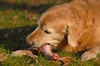 fressender Golden Retriever