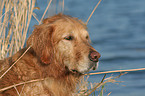 Golden Retriever Portrait