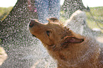 Golden Retriever Portrait