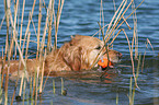 schwimmender Golden Retriever