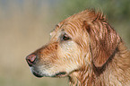 Golden Retriever Portrait